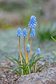 THE PICTON GARDEN AND OLD COURT NURSERIES, WORCESTERSHIRE: PLANT PORTRAIT OF BLUE FLOWERS OF GRAPE HYACINTH, MUSCARI MORGENHIMMEL. BLOOMS, SPRING, BULBS