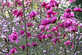 THENFORD GARDENS & ARBORETUM, NORTHAMPTONSHIRE: PLANT PORTRAIT OF DARK PINK, FLOWERS OF MAGNOLIA FELIX JURY, BLOOMS, BLOOMING, FLOWERING, SPRING, TREES