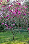 THENFORD GARDENS & ARBORETUM, NORTHAMPTONSHIRE: PLANT PORTRAIT OF DARK PINK, FLOWERS OF MAGNOLIA FELIX JURY, BLOOMS, BLOOMING, FLOWERING, SPRING, TREES