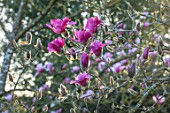 THENFORD GARDENS & ARBORETUM, NORTHAMPTONSHIRE: PLANT PORTRAIT OF DARK PINK, FLOWERS OF MAGNOLIA VULCAN, BLOOMS, BLOOMING, FLOWERING, SPRING, TREES