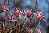 THENFORD GARDENS & ARBORETUM, NORTHAMPTONSHIRE: PLANT PORTRAIT OF DARK PINK, FLOWERS OF MAGNOLIA X LOEBNERI LEONARD MESSEL, BLOOMS, BLOOMING, FLOWERING, SPRING, TREES