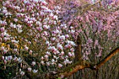 THENFORD GARDENS & ARBORETUM, NORTHAMPTONSHIRE: PINK BLOSSOMS, FLOWERS OF MAGNOLIA X SOULANGEANA AND PRUNUS CERASIFERA PENDULA, SPRING, FLOWERING, TREES, CHERRIES