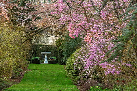 THENFORD_GARDENS__ARBORETUM_NORTHAMPTONSHIRE_GRASS_AVENUE_TO_STONE_WATER_FEATURE_FOUNTAIN_PRUNUS_X_I