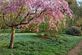 THENFORD GARDENS & ARBORETUM, NORTHAMPTONSHIRE: PINK FLOWERS, BLOSSOMS OF CHERRY TREE, PRUNUS SUBHIRTELLA PENDULA RUBRA, TREES, SPRING, BLOOMING, TREES