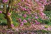 THENFORD GARDENS & ARBORETUM, NORTHAMPTONSHIRE: PINK, FLOWERS OF MAGNOLIA X SOULANGEANA SAN JOSE, BLOOMS, BLOOMING, FLOWERING, SPRING, TREES
