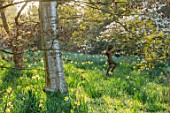THENFORD GARDENS & ARBORETUM, NORTHAMPTONSHIRE: THE SPRING GARDEN, DAFFODILS, BLOOMS, BLOOMING, FLOWERING, SPRING, TREES, MAGNOLIAS
