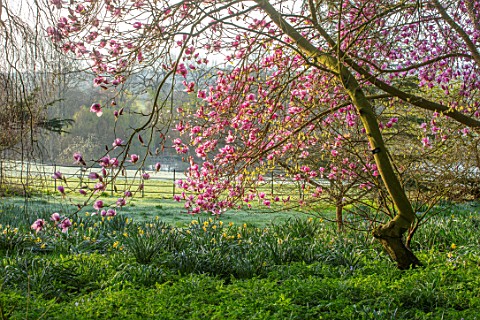THENFORD_GARDENS__ARBORETUM_NORTHAMPTONSHIRE_PINK_FLOWERS_OF_MAGNOLIA_X_SOULANGEANA_SAN_JOSE_AND_MAG