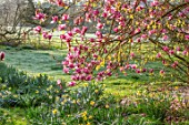 THENFORD GARDENS & ARBORETUM, NORTHAMPTONSHIRE: PINK, FLOWERS OF MAGNOLIA IOLANTHE, BLOOMS, BLOOMING, FLOWERING, SPRING, TREES