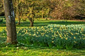 THENFORD GARDENS & ARBORETUM, NORTHAMPTONSHIRE: DAFFODILS IN SPRING ALONG THE MAIN DRIVE