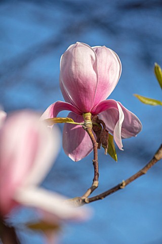 THENFORD_GARDENS__ARBORETUM_NORTHAMPTONSHIRE_PINK_FLOWERS_OF_MAGNOLIA_FRANK_GLADNEY_BLOOMS_BLOOMING_