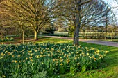 THENFORD GARDENS & ARBORETUM, NORTHAMPTONSHIRE: DAFFODILS ALONG THE MAIN DRIVE IN SPRING. NARCISSUS