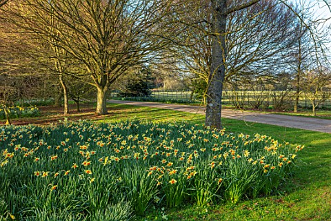 THENFORD_GARDENS__ARBORETUM_NORTHAMPTONSHIRE_DAFFODILS_ALONG_THE_MAIN_DRIVE_IN_SPRING_NARCISSUS