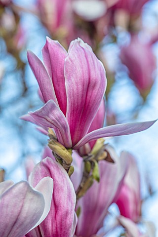 THENFORD_GARDENS__ARBORETUM_NORTHAMPTONSHIRE_CLOSE_UP_OF_PINK_FLOWERS_OF_MAGNOLIA_X_SOULANGEANA_PICT