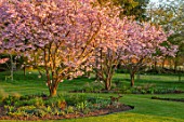 THE OLD VICARAGE, WORMLEIGHTON, WARWICKSHIRE: LAWN, PINK FLOWERS OF PRUNUS ACCOLADE, CHERRIES, EVENING, LIGHT, TREES, BLOSSOM, SPRING