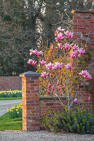 THE_OLD_VICARAGE_WORMLEIGHTON_WARWICKSHIRE_THE_OLD_RECTORY_PINK_FLOWERS_OF_MAGNOLIA_STAR_WARS_EVENIN