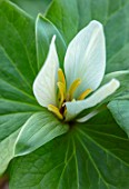 TWELVE NUNNS, LINCOLNSHIRE: CLOSE UP PLANT PORTRAIT OF YELLOW,  WHITE, FLOWERS OF TRILLIUM ALBIDUM, SHADE, SHADY, BULBS, SPRING, BLOOMING, FLOWERING