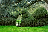 LITTLE MALVERN COURT, WORCESTERSHIRE: GATE IN CLIPPED YEW TOPIARY HEDGE FRAMED BY BIRDS. SHRUBS, HEDGES, HEDGING, EVERGREENS, BOUNDARIES, ENGLISH, COUNTRY, GARDENS, COTTAGE