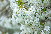 LITTLE MALVERN COURT, WORCESTERSHIRE: PLANT PORTRAIT OF WHITE FLOWERS OF CHERRY, PRUNUS SHIROTAE, FLOWERS, BLOSSOMS, FLOWERING, SPRING, TREES