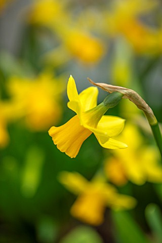 LITTLE_MALVERN_COURT_WORCESTERSHIRE_PLANT_PORTRAIT_OF_YELLOW_FLOWERS_OF_NARCISSUS_TETE__A__TETE_DAFF