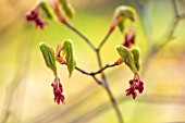 THE PICTON GARDEN AND OLD COURT NURSERIES, WORCESTERSHIRE: PLANT PORTRAIT OF EMERGING FOLIAGE OF ACER JAPONICUM ACONITIFOLIUM, AGM, SPRING, GREEN, RED, LEAVES