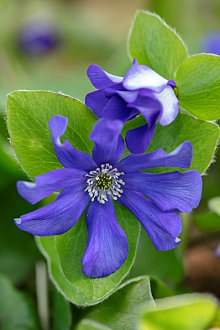 THE_PICTON_GARDEN_AND_OLD_COURT_NURSERIES_WORCESTERSHIRE_BLUE_FLOWERS_OF_HEPATICA_X_SCHLYTERI_ASHWOO