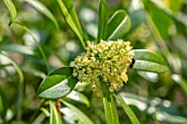 THE PICTON GARDEN AND OLD COURT NURSERIES, WORCESTERSHIRE: PLANT PORTRAIT OF WHITE, CREAM FLOWERS OF SKIMMIA X CONFUSA KEW GREEN. SPRING, FLOWERING, EVERGREEN, SHRUBS