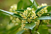 THE PICTON GARDEN AND OLD COURT NURSERIES, WORCESTERSHIRE: PLANT PORTRAIT OF WHITE, CREAM FLOWERS OF SKIMMIA X CONFUSA KEW GREEN. SPRING, FLOWERING, EVERGREEN, SHRUBS