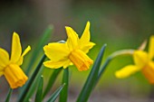 THE PICTON GARDEN AND OLD COURT NURSERIES, WORCESTERSHIRE: PLANT PORTRAIT OF YELLOW, ORANGE, FLOWERS OF DAFFODIL, NARCISSUS LITTLE WITCH, BULBS, FLOWERING, SPRING