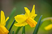 THE PICTON GARDEN AND OLD COURT NURSERIES, WORCESTERSHIRE: PLANT PORTRAIT OF YELLOW, ORANGE, FLOWERS OF DAFFODIL, NARCISSUS LITTLE WITCH, BULBS, FLOWERING, SPRING