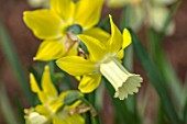 THE PICTON GARDEN AND OLD COURT NURSERIES, WORCESTERSHIRE: PLANT PORTRAIT OF YELLOW, CREAM, FLOWERS OF DAFFODIL, NARCISSUS WHEATER, BULBS, FLOWERING, SPRING, 1976