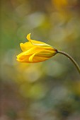 THE PICTON GARDEN AND OLD COURT NURSERIES, WORCESTERSHIRE: PLANT PORTRAIT OF YELLOW FLOWERS OF TULIP - TULIPA SYLVESTRIS, BULBS, FLOWERING, SPRING, BLOOMS, BLOOMING, WILD