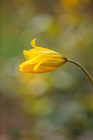 THE_PICTON_GARDEN_AND_OLD_COURT_NURSERIES_WORCESTERSHIRE_PLANT_PORTRAIT_OF_YELLOW_FLOWERS_OF_TULIP__