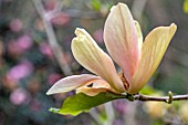 CAERHAYS CASTLE, CORNWALL: PLANT PORTRAIT OF YELLOW, PALE PINK FLOWERS OF MAGNOLIA TROPICANA. TREES, BLOOMS, BLOOMING, SPRING, BLOSSOMS