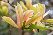 CAERHAYS CASTLE, CORNWALL: PLANT PORTRAIT OF YELLOW, PALE PINK FLOWERS OF MAGNOLIA TROPICANA. TREES, BLOOMS, BLOOMING, SPRING, BLOSSOMS