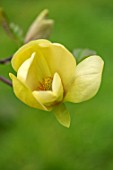 CAERHAYS CASTLE, CORNWALL: PLANT PORTRAIT OF YELLOW FLOWERS OF MAGNOLIA LEMON STAR. TREES, BLOOMS, BLOOMING, SPRING, BLOSSOMS