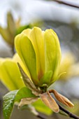 CAERHAYS CASTLE, CORNWALL: PLANT PORTRAIT OF YELLOW FLOWERS OF MAGNOLIA LEMON STAR. TREES, BLOOMS, BLOOMING, SPRING, BLOSSOMS