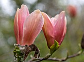 CAERHAYS CASTLE, CORNWALL: PLANT PORTRAIT OF PINK, PEACH FLOWERS OF MAGNOLIA PEACHY. TREES, BLOOMS, BLOOMING, SPRING, BLOSSOMS