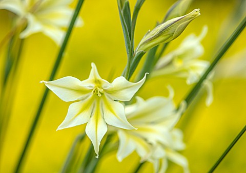 KEW_GARDENS_LONDON_CLOSE_UP_OF_CREAM_WHITE_YELLOW_FLOWERS_OF_GLADIOLUS_TRISTIS_VAR_CONCOLOR_BULBS_SP