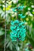 KEW GARDENS, LONDON: CLOSE UP OF PINK F LOWER OF JADE VINE, STRONGYLODON MACROBOTRYS, CLIMBER, INFLORESCENCES, GREENHOUSES, GLASSHOUSES, TROPICAL, EXOTIC