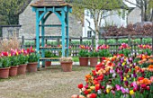 ASTON POTTERY, OXFORDSHIRE: ROWS OF TULIPS IN TERRACOTTA CONTAINERS, GRAVEL, BULBS, SPRING, BLOOMS, BLOOMING, POTS, APRIL