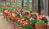 ASTON POTTERY, OXFORDSHIRE: ROWS OF TULIPS IN TERRACOTTA CONTAINERS, GRAVEL, BULBS, SPRING, BLOOMS, BLOOMING, POTS, APRIL