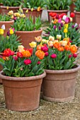 ASTON POTTERY, OXFORDSHIRE: ROWS OF TULIPS IN TERRACOTTA CONTAINERS, GRAVEL, BULBS, SPRING, BLOOMS, BLOOMING, POTS, APRIL, PATIOS, TERRACES
