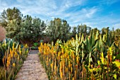 TAROUDANT, MOROCCO: DESIGNERS ARNAUD MAURIERES AND ERIC OSSART: PATH, AGAVES, YELLOW FLOWERED ALOE VERA, APRIL, DRY, ARID, SUCCULENTS