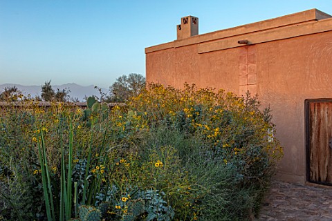 TAROUDANT_MOROCCO_DESIGNERS_ARNAUD_MAURIERES_AND_ERIC_OSSART_FRONT_GARDEN_HOUSE_YELLOW_FLOWERS_OF_EN