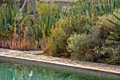 TAROUDANT, MOROCCO: DESIGNERS ARNAUD MAURIERES AND ERIC OSSART: SWIMMING POOL, BORDER WITH YELLOW FLOWERED ALOE VERA, CACTUS, CACTI, AGAVES, ARID, DRY, REFLECTIONS