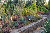 TAROUDANT, MOROCCO: DESIGNERS ARNAUD MAURIERES AND ERIC OSSART: RAISED BORDER WITH CACTUS, CACTI, AGAVES, SUCCULENTS, ARID, DRY, OPUNTIA VIOLACEA MACROCENTRA