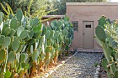 TAROUDANT, MOROCCO: DESIGNERS ARNAUD MAURIERES AND ERIC OSSART: PATH LINED BY CACTUS, CACTI, ARID, DRY, BORDERS, SUCCULENTS, GRAVEL