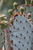 TAROUDANT, MOROCCO: DESIGNERS ARNAUD MAURIERES AND ERIC OSSART: CLOSE UP PLANT PORTRAIT OF SUCCUENT - OPUNTIA VIOLACEA MACROCENTRA. SPIKES, SPIKY, THORNS, PRICKLY PEAR