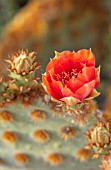 TAROUDANT, MOROCCO: DESIGNERS ARNAUD MAURIERES AND ERIC OSSART: RED FLOWERS OF CACTUS. BLOOMS, BLOOMING, SUCCULENTS, DRY, ARID, SPRING, ORANGE