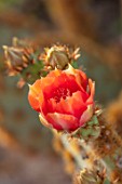 TAROUDANT, MOROCCO: DESIGNERS ARNAUD MAURIERES AND ERIC OSSART: RED FLOWERS OF CACTUS. BLOOMS, BLOOMING, SUCCULENTS, DRY, ARID, SPRING, ORANGE